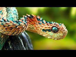 The Rarest Snakes In The World Youtube Animals Amazing Animals Beautiful Snakes