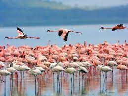 Pin By Sun Co Studio On Destinations In Kenya Nakuru Tanzania Safari Flamingo
