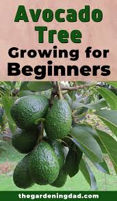 When grown outdoors in warm climates, regular lemon trees grow 20 feet tall and take up to six years to bear fruit.1 for indoor lemons, you need a tree that stays small and delivers lemons sooner. 10 Easy Tips To Growing Avocado In Pots The Gardening Dad Grow Avocado Avocado Tree Growing Tree