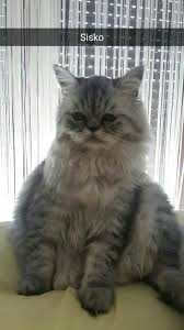 Chinchilla Cat Silver Maykil