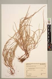 Image result for Hainardia