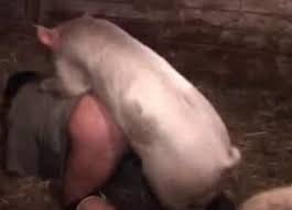 You will find all your kinky fantasies! That Pig Really Wants To Fuck Hard