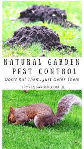 The most common pesky animals digging holes at night, and sometimes even during the day, are moles using nematodes right from gardening and maintaining a yard is an excellent method to prevent. Non Lethal Ways To Stop Digging Or Burrowing Animals In Your Yard Diy Garden Minute Ep 72 Spoken Garden Garden Pests Garden Pest Control Pest Control