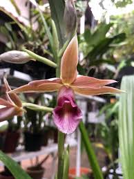 Image result for Phaius occidentalis