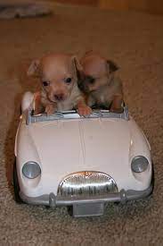 Cool Puppies Cute Animals Cute Baby Animals Cute Dogs