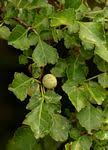Image result for Commiphora viminea