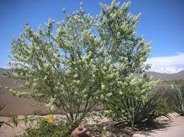 Image result for Tricalysia pallens