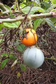 Image result for Solanum richardii