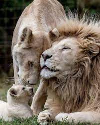 Family Love Give A Description To This Post Follow Lions Virale For More And More And More Animals Beautiful Majestic Animals Animals