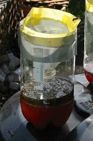 In short, wasps are nothing but trouble! How To Make A Diy Wasp Trap Homemade Wasp Trap Wasp Traps Wasp Trap Diy