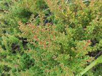 Image result for Myrothamnus flabellifolius