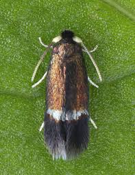 Image result for Stigmella continuella