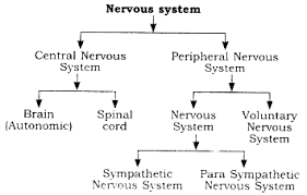 The nervous system is the controlling system of the body and is composed of nerve cells and organs. Describe With The Help Of A Diagram The Structure Of The Human Nervous System And Functions Of The Brain Sarthaks Econnect Largest Online Education Community