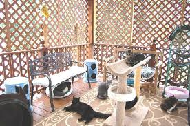 Playroom Cat Cages Outdoor Cat Enclosure Bird House Plans Free