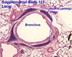 Pin By Margaret Hong On Histology In 2021 Hyaline Cartilage Anatomy Duct