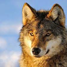 20.05.2021 · the latest tweets from wolves (@wolves). More Wolves Reduce Deer Collisions With Cars But Not Why You Think