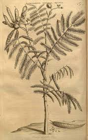 Image result for Mimosa pigra