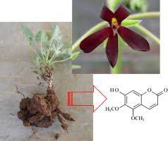Medicinal Properties And Conservation Of Pelargonium Sidoides Dc Sciencedirect