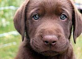 Usually lab puppies usually have blue eyes as puppies but over time they change to a darker colour like yellow. Do Puppies Have Blue Eyes Quora