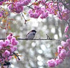 Beautiful Birds And Flowers Wallpaper Bird Flowers Birds Beautiful Birds Pretty Birds