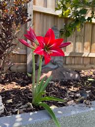 Image result for Hippeastrum sp. cultivars