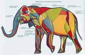 Maybe you would like to learn more about one of these? Anatomy Of The Elephants Upali Ch