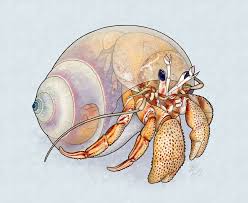 Robin K Herman Illustration Scientific Illustration Animal Sketches Jellyfish Illustration