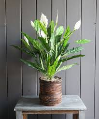 Image result for Spathiphyllum