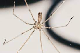 A spider in the bathroom warns of imminent changes in the financial sector. Bathroom Spiders You Might Find This Year Soakology Blog