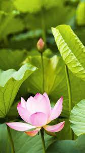 pin de 월인행 em fabulous flowers arte hq arte