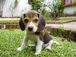 Get your beagle dog through lancaster puppies. Bill To Protect Dogs Used In Research Passes But Sponsor Says It Was Neutered By Foes