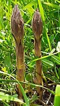 Image result for Asparagus minutiflorus
