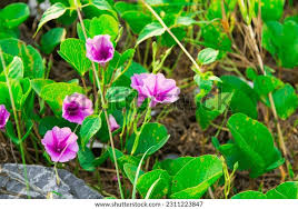 Image result for Ipomoea lapathifolia