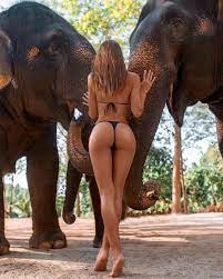 Elephanr porn