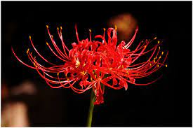 We did not find results for: Endless Night Flower Symbolism In Tokyo Ghoul From This Gif