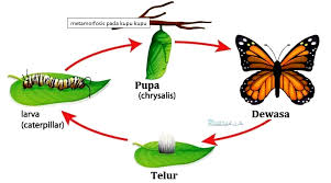 Daur hidup hewan dimulai dari tahapan telur hingga dewasa. Daur Hidup Kupu Kupu Pengertian Habitat Kupu Kupu Dan Penjelasan