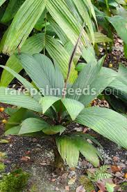 Image result for Lecaniodiscus fraxinifolius