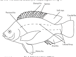Figure 1 From Tilapia Fish Farming In Pacific Island Countries Volume 1 Tilapia Hatchery Operation Semantic Scholar