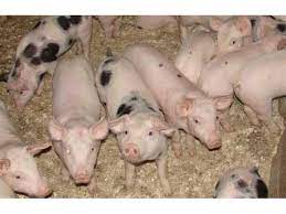 Purcei de carne de vanzare. Vand Purcei 2018 Varfurile Produse Din Gospodarie Taraba Virtuala