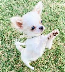 Welcome to dj chihuahua and thank you for visiting our website! White Chihuahua The Quintessential Supreme Toy Dog