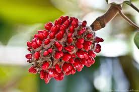 Hsnp Southern Magnolia Seed Pod Magnolia Trees Seed Pods Seeds