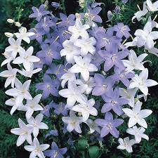 Chimney Bells Flower Uk Best Flower Wallpaper