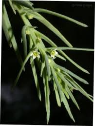 Image result for Thesium singulare