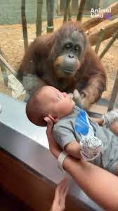 This orangutan asked a human mama to bring her baby close so she can see  him! 🥰 #goodnews #orangutans #babies #cuteanimals