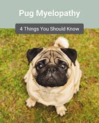 Image result for pug
