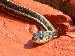 The scientific name of this snake is thamnophis ordinoides. Powell River Books Blog Coastal Bc Reptiles Common Garter Snake