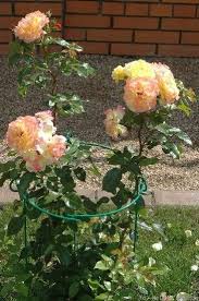 Rugelda Rose Photo Rose Photos Rose Flowers