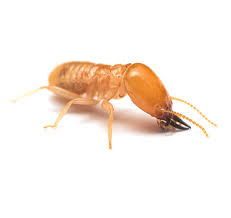 We understand the pests that call this area home and we know what. Pest Control Services Management And Treatment Brisbane All Bugs