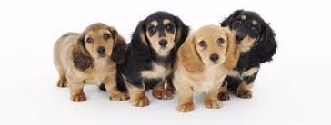 Look at pictures of puppies in seattle who need a home. Miniature Dachshund Puppies