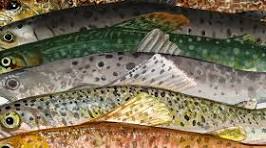 Identifying trout species: brook, brown, rainbow, sea ...
